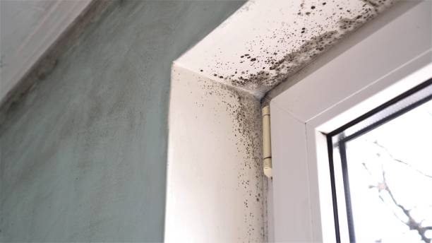 Best Same-Day Mold Removal  in Kinder, LA