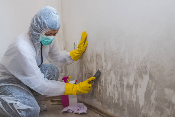 Best Office Mold Removal Services  in Kinder, LA