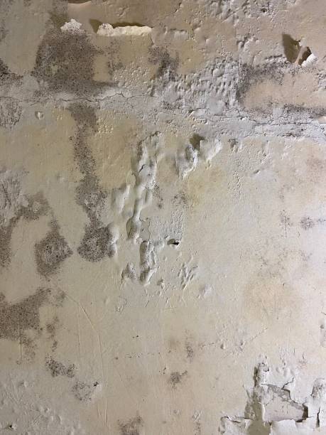 Best Affordable Mold Removal  in Kinder, LA