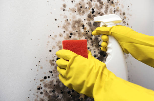 Best Mold Remediation  in Kinder, LA