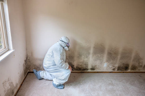 Best Mold Damage Repair  in Kinder, LA