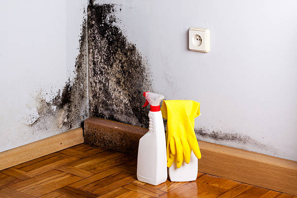 Best Residential Mold Removal  in Kinder, LA
