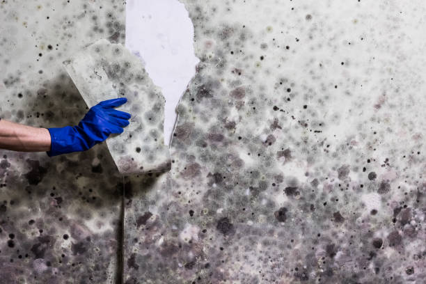 Best Office Mold Removal Services  in Kinder, LA
