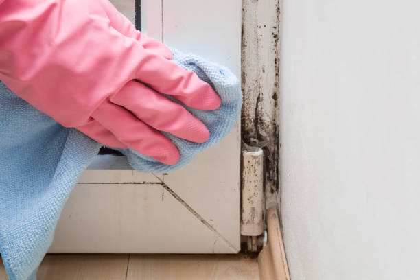 Reliable Kinder, LA Mold Removal Solutions