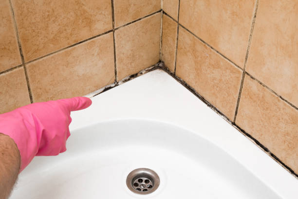 Best Best Mold Removal Companies  in Kinder, LA