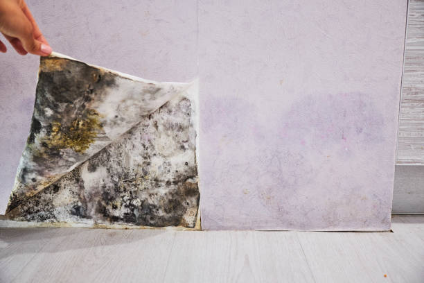 Best Certified Mold Removal  in Kinder, LA
